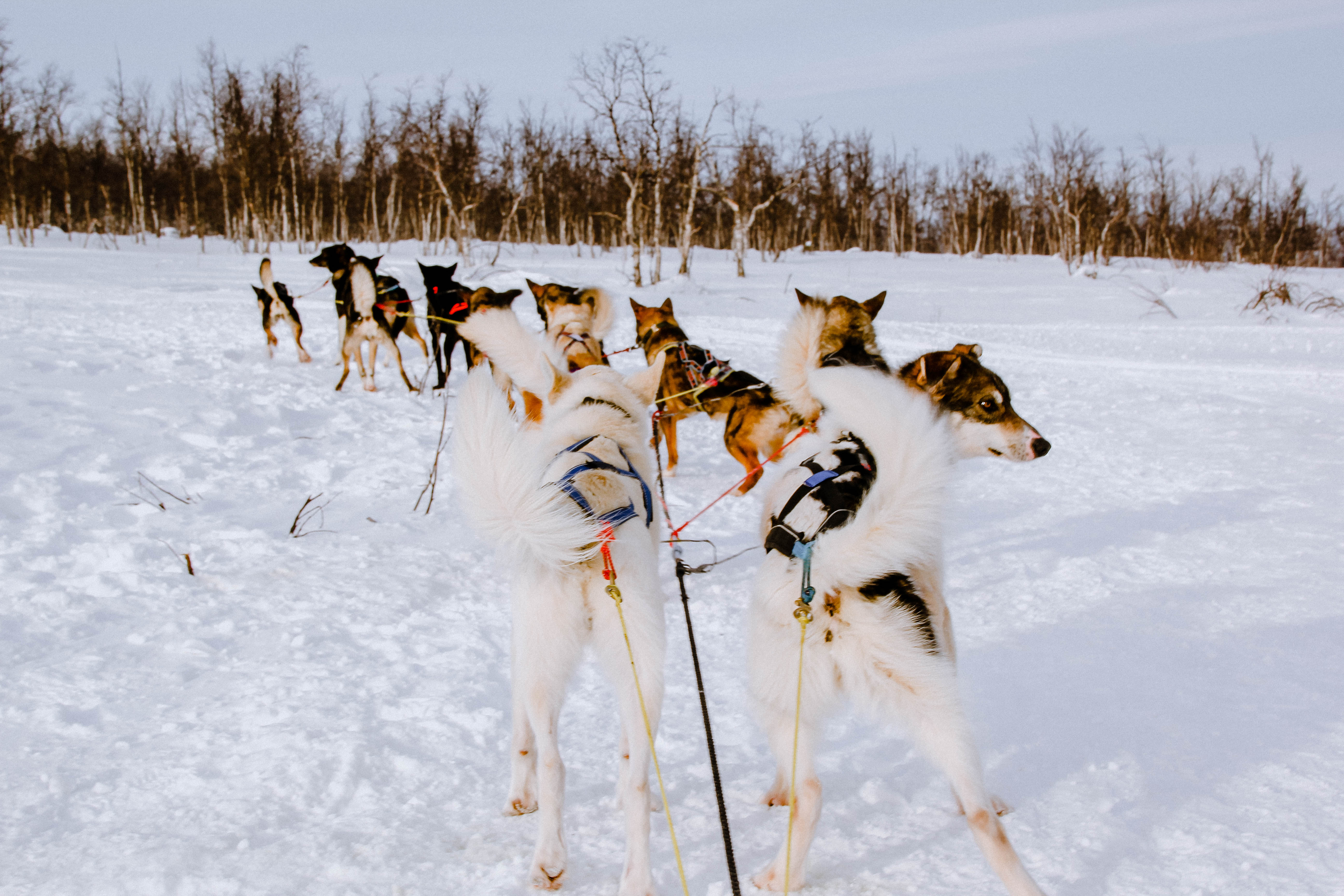 Swedish Lapland