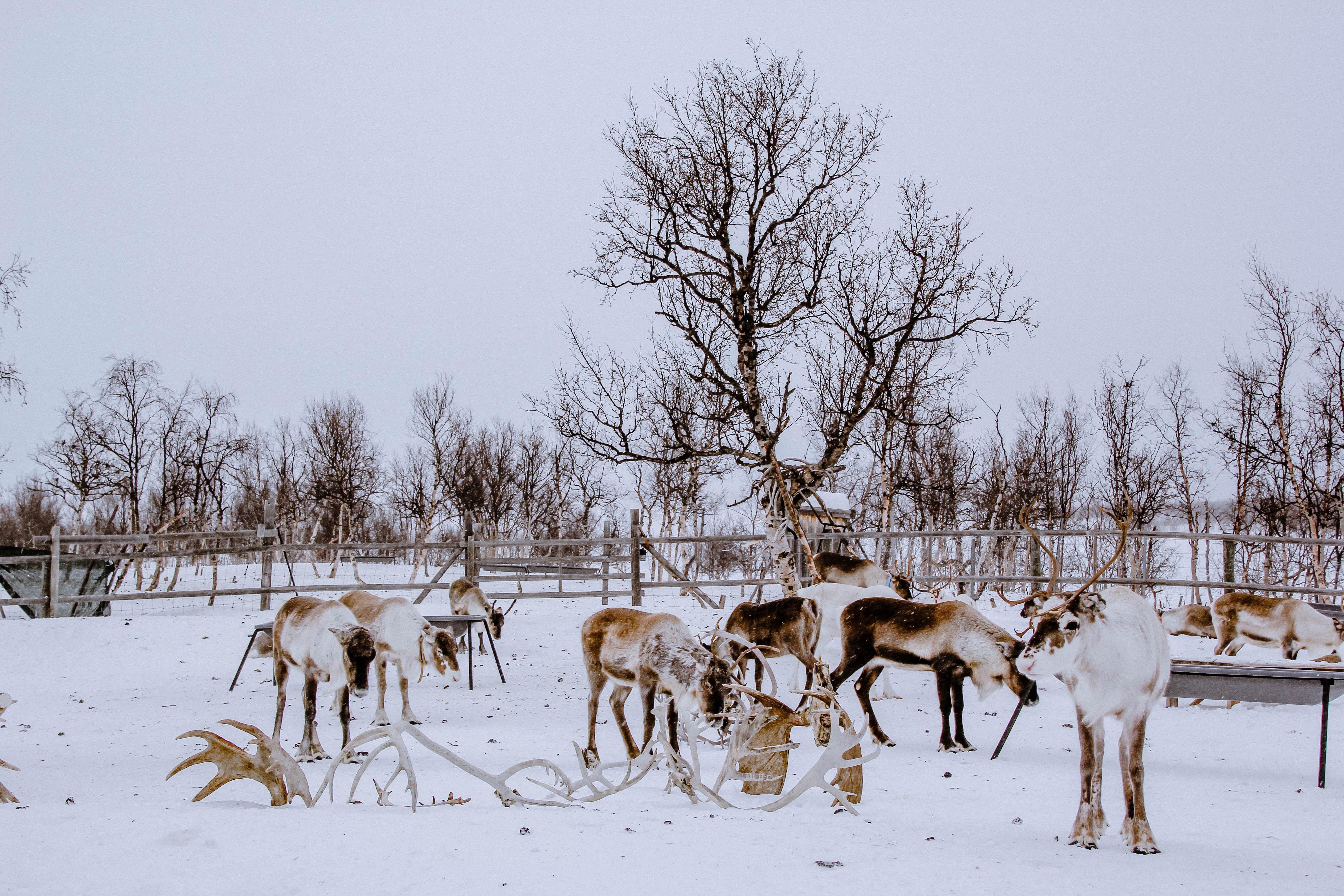 Swedish Lapland