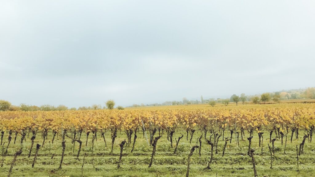 Saint Martin grapes field